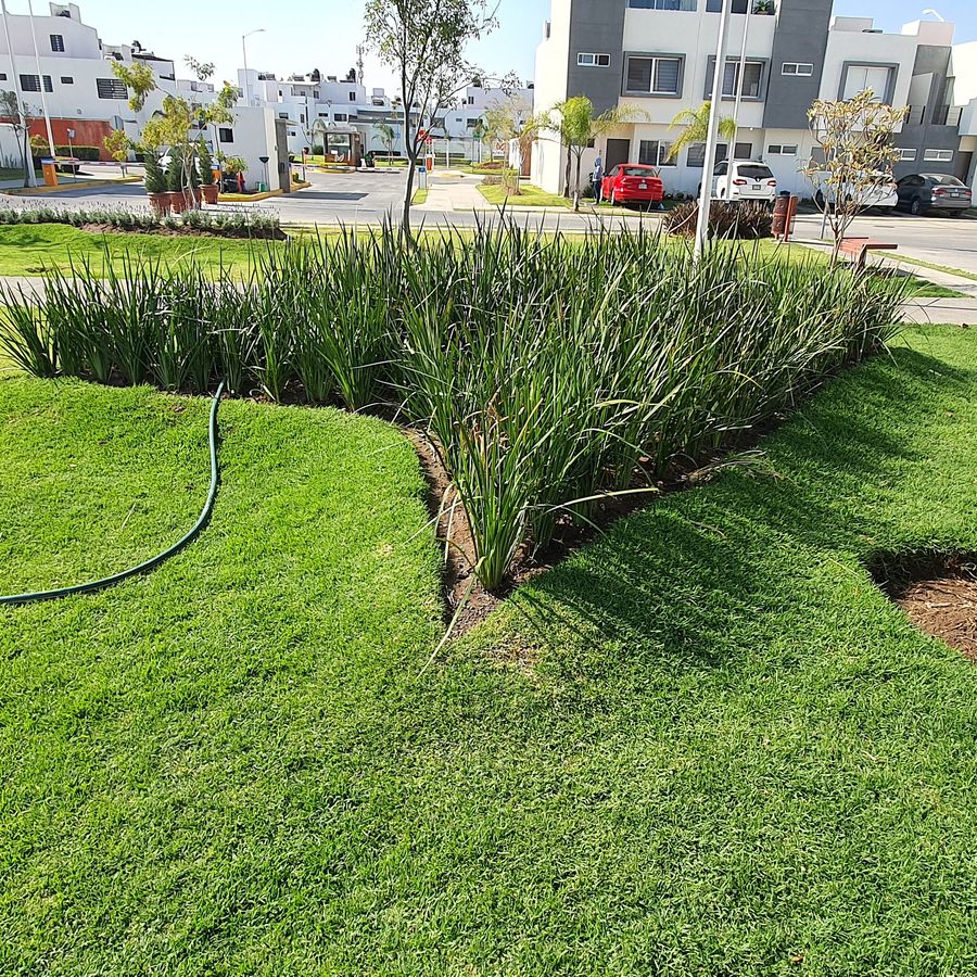 Camellones y jardineras de un desarrollo residencial