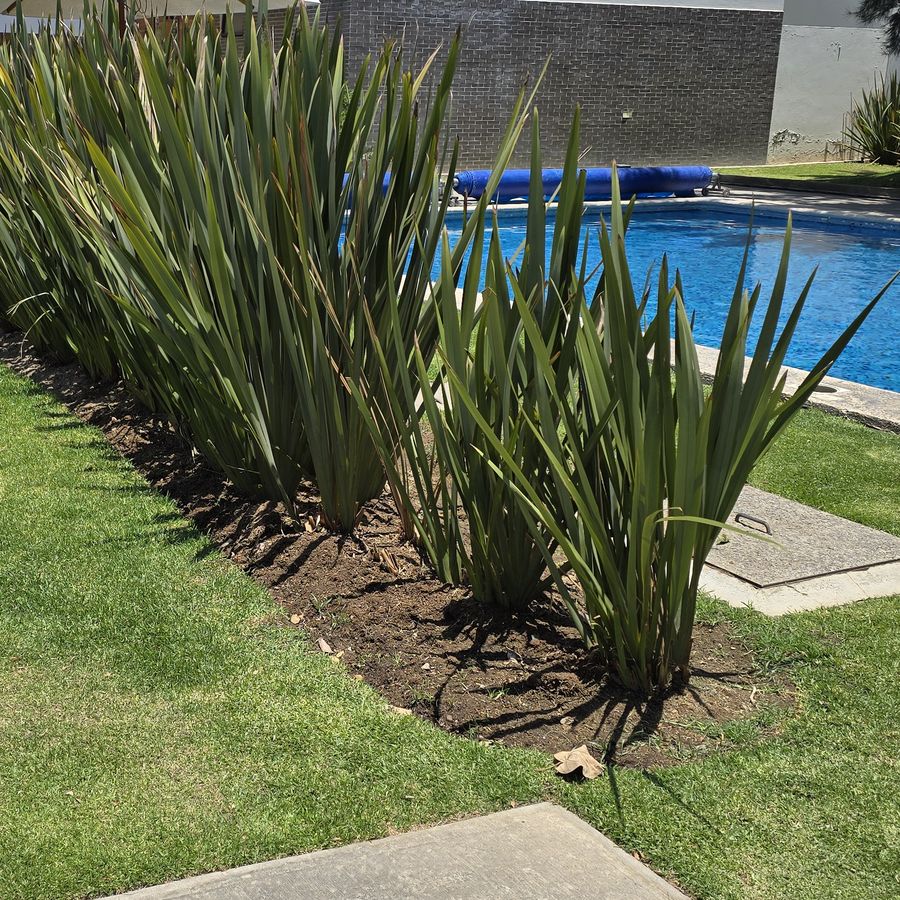 Jardineras junto a la alberca de un condominio